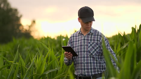 Lens-Flare:-Ein-Moderner-Landwirt-Mit-Einem-Tablet-In-Der-Hand-Inspiziert-Maissprossen,-Um-Die-Zukünftige-Ernte-Und-Produktqualität-Zu-Analysieren.-Farmmanagement-über-Das-Internet